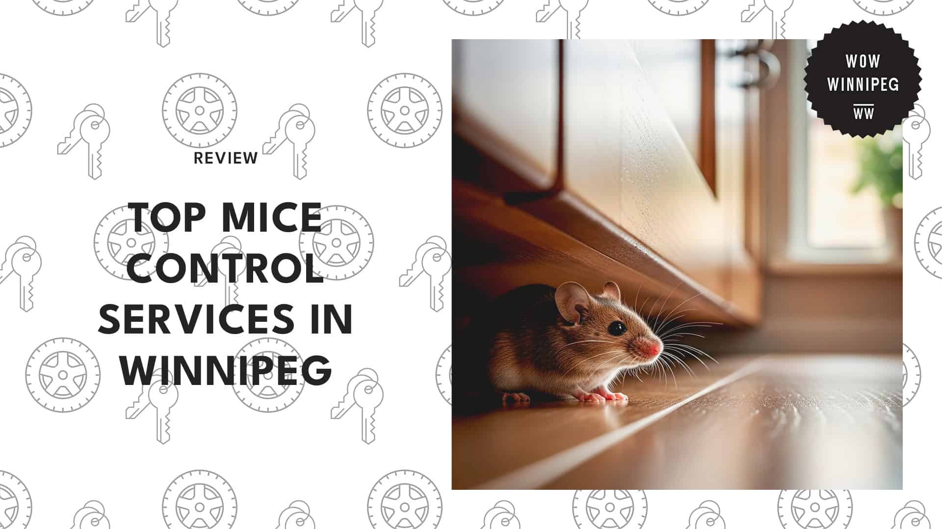 mice-control-services-in-winnipeg