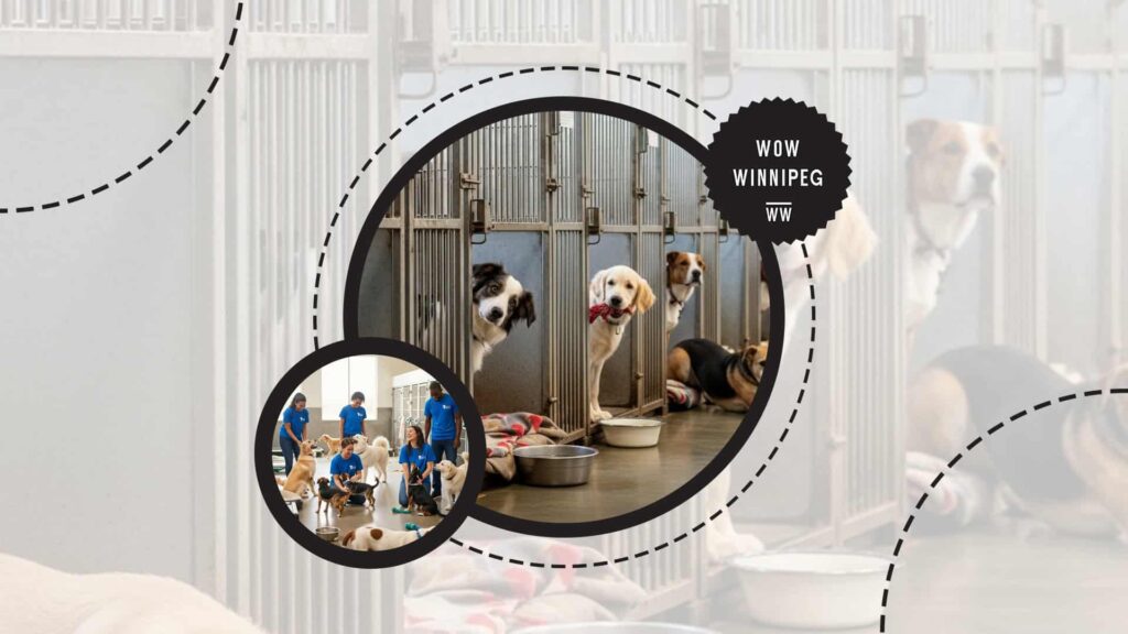 winnipeg-shelter-with-rows-of-dogs-in-kennels