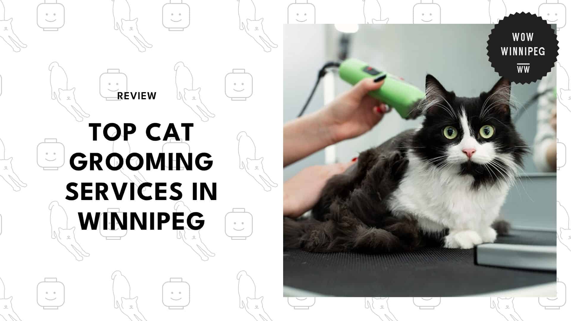 cat-grooming-services-in-winnipeg