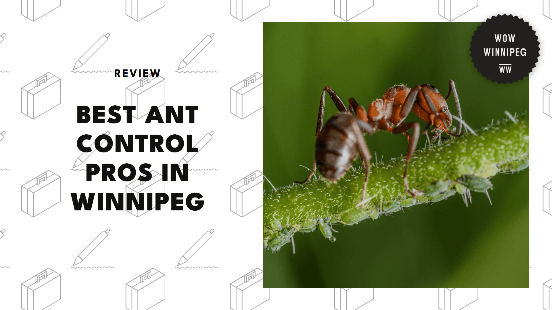 best-ant-control-winnipeg