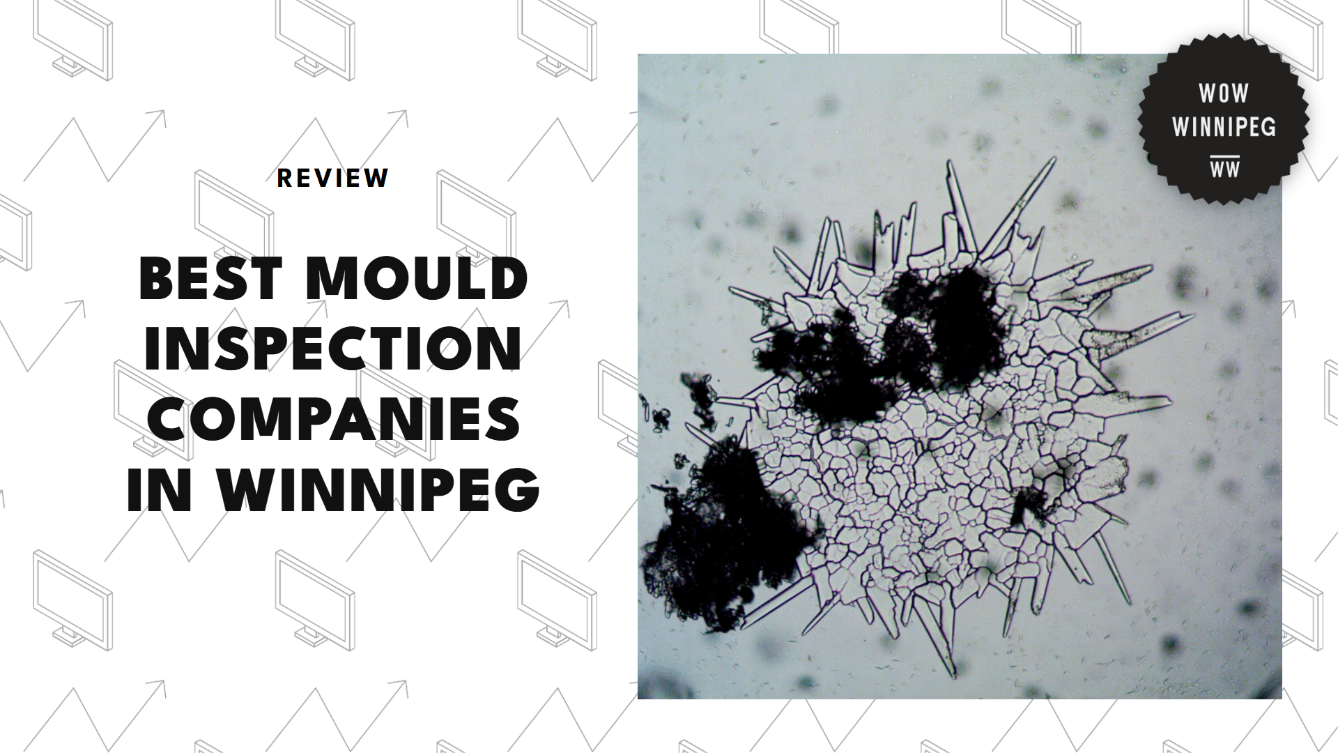 mould-inspection-services